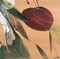 Summertime I Poster Print by Lola Abellan - Item # VARPDXALP112